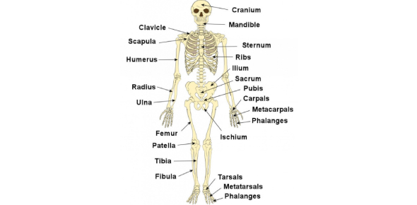 Skeletal System Quiz: Multiple Choice Questions - ProProfs Quiz
